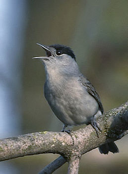 Кропив'янка чорноголова (Sylvia atricapilla)