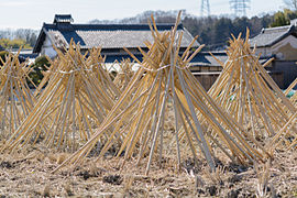 "Take no Kanboshi" is solar desiccation of bamboo for making "chasen" (tea whisks).