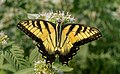 Image 2Male tiger swallowtail butterfly in Central Park (missing its tails)