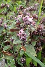 Традесканция Блоссфельда (Tradescantia cerinthoides)