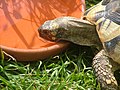 Testudo hermanni beim Trinken