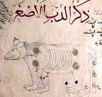 Ursa Minor. Ibn al-Ṣūfī, p. 5