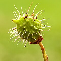 Fleurs femelles du Castanea sativa.