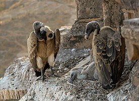Vultures in the nest, Orchha