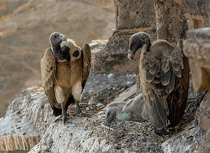 Indian vultures, by Yann (edited by Samsara and Christian Ferrer)