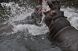 Hippos