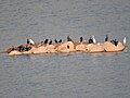 Water of Kaushalya Dam attracts local and migratory birds (June 2015)