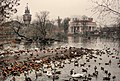 Jezero s labudovima i patkama