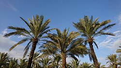 Date Palms in Behbahan, Iran