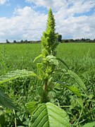 Amaranthus retroflexus.