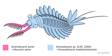 Outdated, chimeric reconstruction based on frontal appendage of H. saron and body of Innovatiocaris that was previously considered as whole body fossil of H. saron