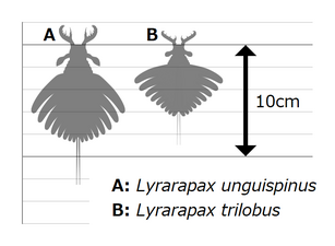 Lyrarapax ライララパクス（ライララパックス）