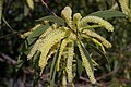 Acacia leiocalyx inflorescences, 7th Brigade Park, Chermside, Queensland.