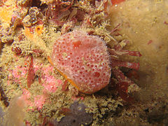 Aplidium elegans (Polyclinidae)