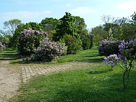 Image illustrative de l’article Arboretum de Paris