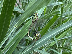 Mating, male above