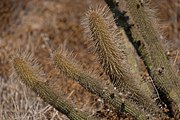 Growing in habitat