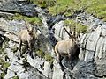 Bouquetin des Alpes (col de la Vanoise, France).