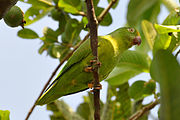 A green parrot with a light-green underside, yellow forehead, and white eye-spots