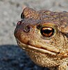 Common toad attacked by toadfly larvae