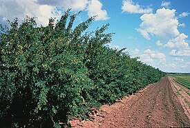 Caragana arborescens