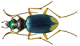 Chlaenius apicalis