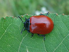 Chrysomela populi ou Chrysomèle du peuplier.