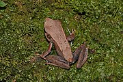 The vulnerable Malabar frog is endemic to the Western Ghats.