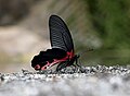 Redbreast (Papilio alcmenor)