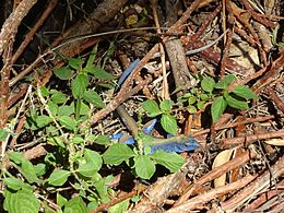 Blue specimen in Providencia Island, Colombia