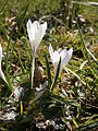 Crocus vernus subsp. albiflorus