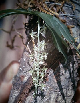 Cryptarrhena lunata