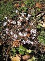 Cyclamen hederifolium