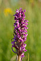 Inflorescence