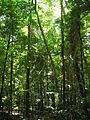 Image 21The Daintree Rainforest (from Tree)