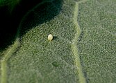 Egg, distant view.