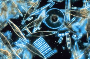 Diatoms are a major algae group generating about 20% of world oxygen production.[93]