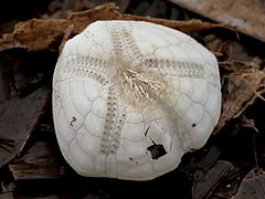 Petit oursin cœur de Méditerranée (Echinocardium mediterraneum)