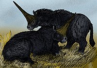 Elasmotherium sibiricum