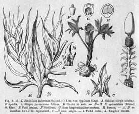 Eminium intortum, Ботаническая иллюстрация Иоганна Поля в работе «Das Pflanzenreich», том 73—74, 1920 год.