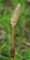 Estróbilo seco de Equisetum arvense