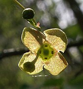 Flor de Euonymus verrucosa.