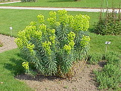 Euphorbia characias