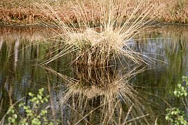 Purple moor-grass tussock