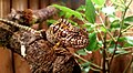 Furcifer lateralis, Weibchen