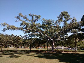 Ficus pertusa da Praça da Paz, unicamp, Campinas (SP)