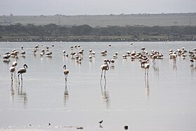 Image illustrative de l’article Réseau des lacs du Kenya dans la vallée du Grand Rift