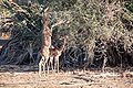 Gazelle de Waller (gérénuk) dans la réserve nationale de Samburu.