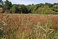 Rushes along the edge of the lake