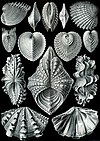 Ernst Haeckel's "Acephala".